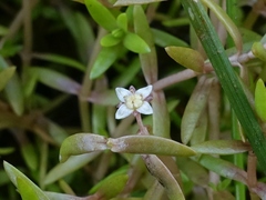 Crassula helmsii