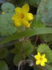 Sibthorpia peregrina