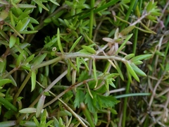 Crassula helmsii