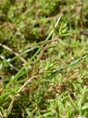 Crassula helmsii