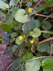 Sibthorpia peregrina