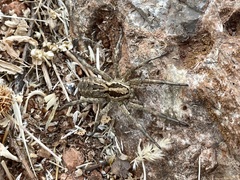 Lycosa hispanica