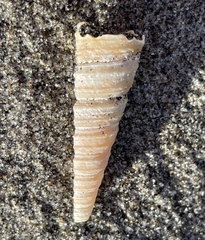 Turritella cooperi