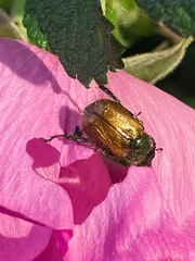 Phyllopertha horticola