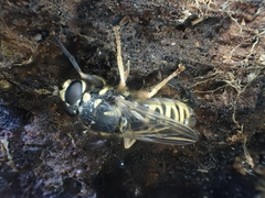 Temnostoma excentrica