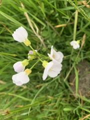 Cardamine