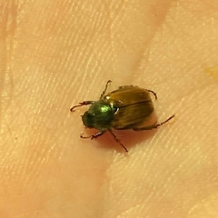 Phyllopertha horticola