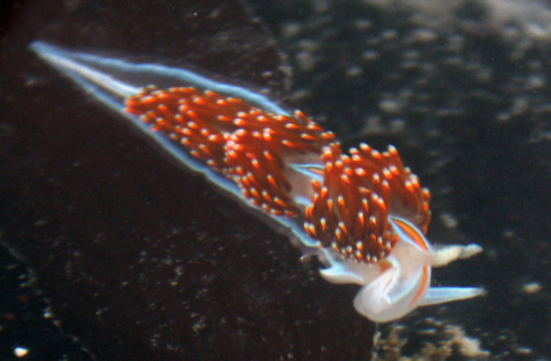 Hermissenda opalescens