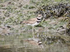 Charadrius vociferus