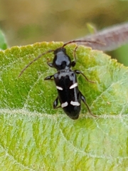 Phymatodes nitidus
