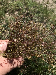 Trinia glauca