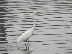 Ardea alba
