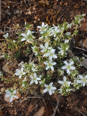 Arenaria aggregata