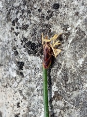 Eleocharis elliptica