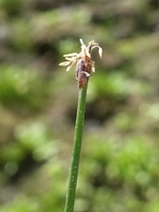 Eleocharis elliptica