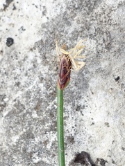 Eleocharis elliptica