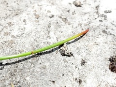 Eleocharis elliptica