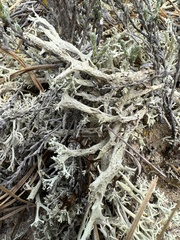 Cladonia boryi