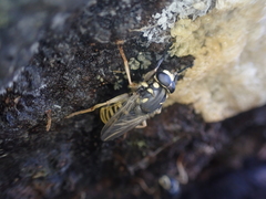Temnostoma excentrica