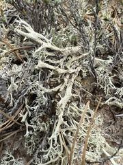 Cladonia boryi