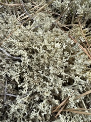 Cladonia boryi