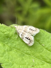 Prochoreutis extrincicella