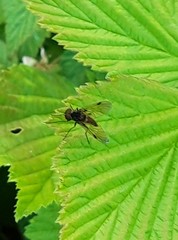 Chrysopilus cristatus