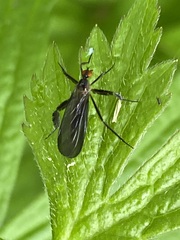 Rhamphomyia longicauda