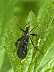 Rhamphomyia longicauda