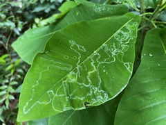 Phyllocnistis magnoliella