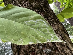 Phyllocnistis magnoliella
