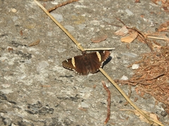 Thorybes pseudocellus