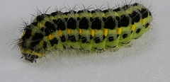 Lepidoptera