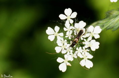Molorchus umbellatarum