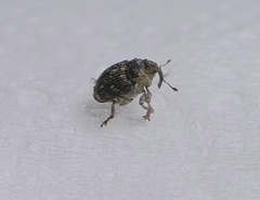 Curculionidae