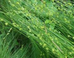 Stellulatae