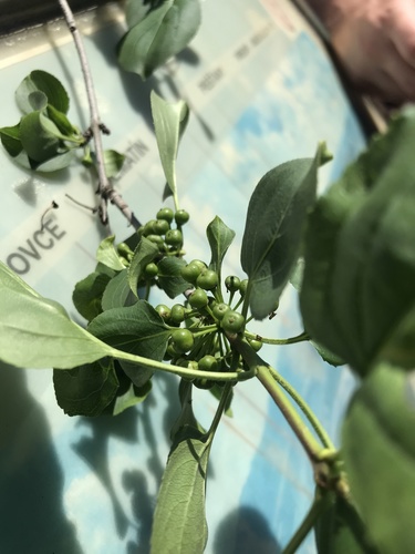 Pasdrijen (Rhamnus cathartica)