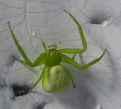 Ebrechtella tricuspidata