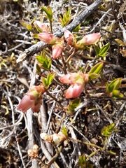 Vaccinium boreale