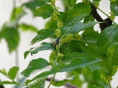 Chalybion bengalense