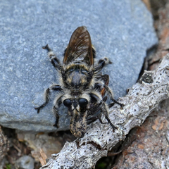 Laphria cinerea