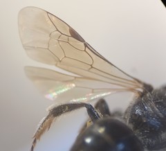 Lasioglossum interruptum