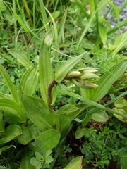 Epipactis palustris