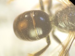 Lasioglossum interruptum