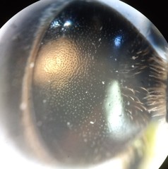 Lasioglossum interruptum