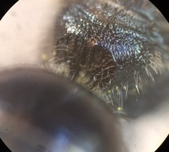 Lasioglossum interruptum