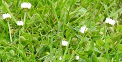 Bellis perennis
