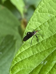 Rhamphomyia longicauda