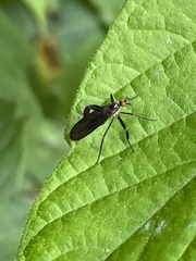 Rhamphomyia longicauda
