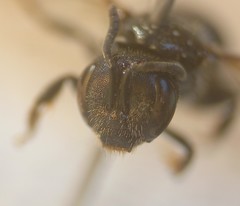 Lasioglossum interruptum